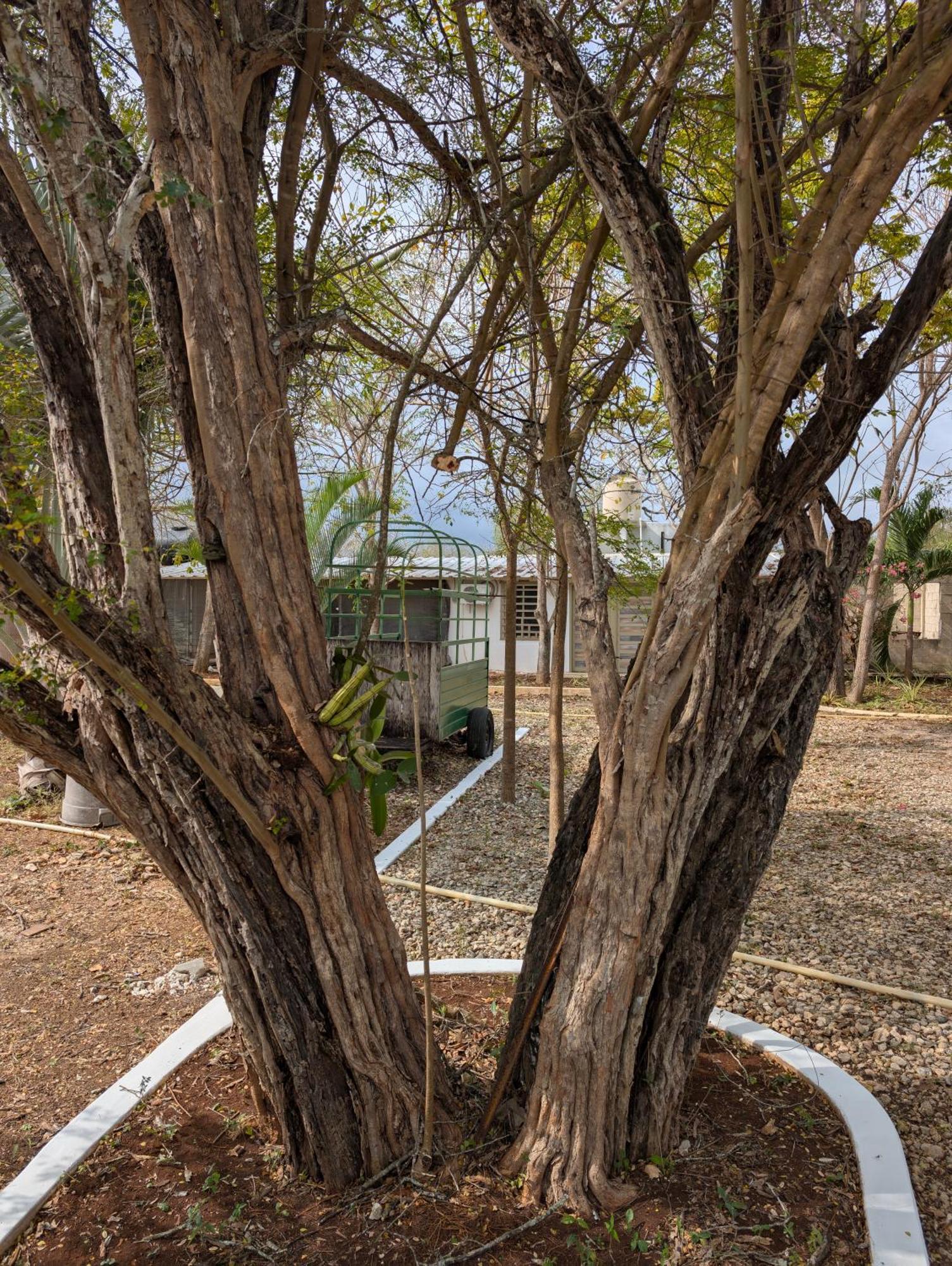 Los Cedros Uayamón Exterior foto
